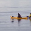 Sea Kayaking with Whales in Les Bergeronnes