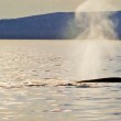 Observation des baleines à Tadoussac