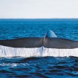 Whale-watching cruises