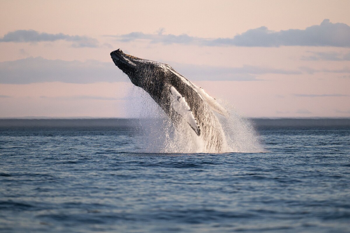 Croisières aux baleines sur la Côte-Nord