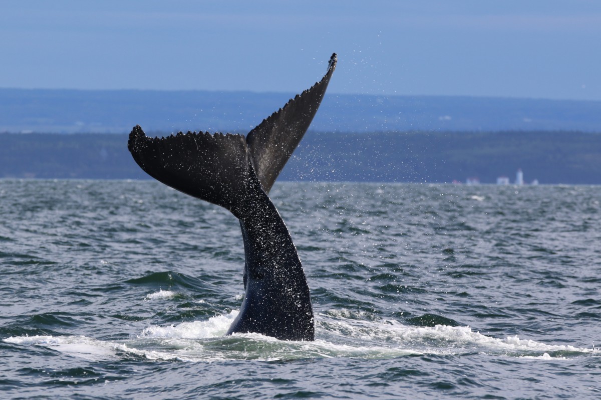 Whale watching cruises on the Cote-Nord