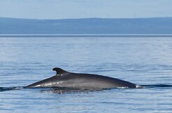 Du Fleuve - Kayak de mer et croisière aux baleines - À partir de 176,00$