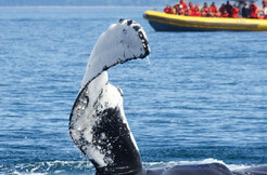 Croisières AML - Croisière aux baleines de 2h30 en Zodiac au départ de Tadoussac - À partir de 124,99$