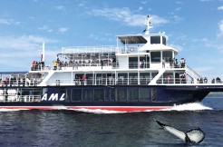 Croisières AML - Whale Watching Tour with an Upper Deck Exclusive Access in Tadoussac