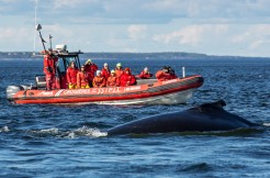 Whale-Watching cruise with Essipit