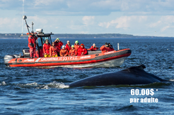 Vacances Essipit - Forfait de croisière aux baleines