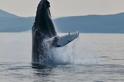 Croisière Fjord & Baleines - Départ de Tadoussac - d'une durée de 2h au coeur du Parc marin du Saguenay-Saint-Laurent - à partir de 115,00$