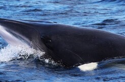 Croisières AML - Whale Watching and Fjord Tour in Tadoussac