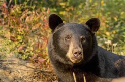 Croisières AML - Bear Observation and Whale Watching Boat Tour Combo in Tadoussac