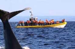 Croisières AML - Zodiac Whale Watching 2-hour Adventure Tour in Tadoussac