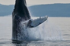 Whale watching cruise - Departur from Tadoussac - lasting approximately two hours in the heart of the Saguenay-St. Lawrence Marine Park - starting at $115.00