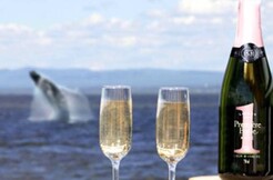 Croisières AML - Whale Watching Tour with a Saint-Laurent Lounge VIP Access in Tadoussac