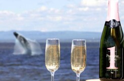 Whale Watching Tour with a Saint-Laurent Lounge VIP Access in Tadoussac