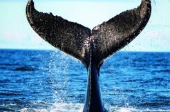 Croisières AML - Croisière aux baleines en bateau d'observation à Tadoussac