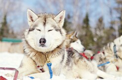 Dog Sledding Package