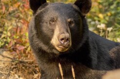 Croisières AML - Combo observation de l'ours noir & croisière aux baleines en Zodiac - À partir de 164,99$