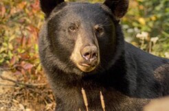 Croisières AML - Combo observation de l'ours noir & croisière aux baleines à Tadoussac - À partir de 164.99$