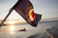 Voyages AML - Promotion : Whale watching tour + accomodation package for 2 people in Tadoussac