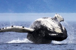Séjour en famille dans un hôtel à Tadoussac au choix du Capitaine et croisière aux baleines