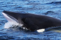 Séjour pour deux dans un hôtel au choix du Capitaine et croisière aux baleines